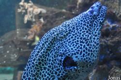 Zoo Frankfurt