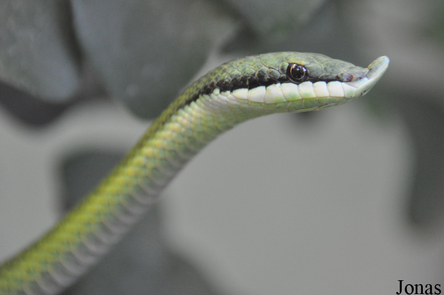 Zoo Frankfurt