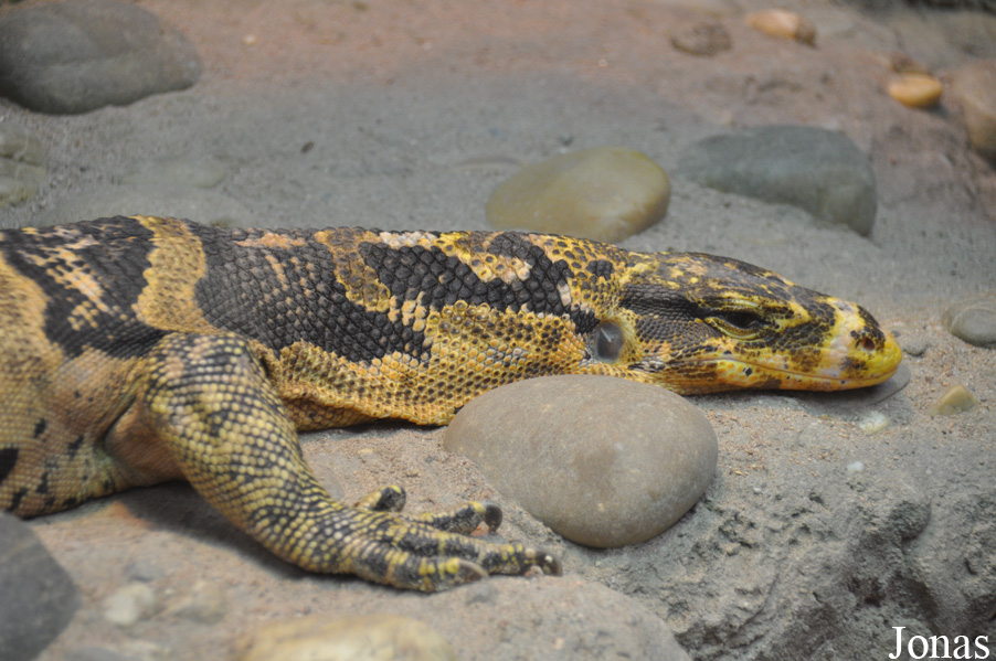 Zoo Frankfurt