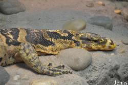 Zoo Frankfurt