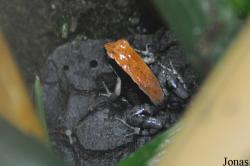 Mantella betsileo