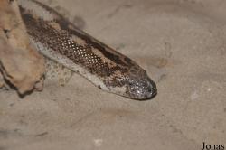 Eryx jaculus