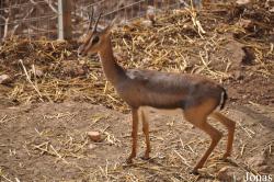 Gazella gazella gazella