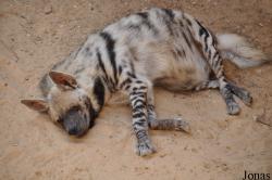 Hyaena hyaena syriaca