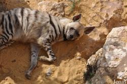 Haifa Educational Zoo