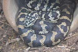 Morelia spilota cheynei