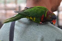 Trichoglossus haematodus deplanchii