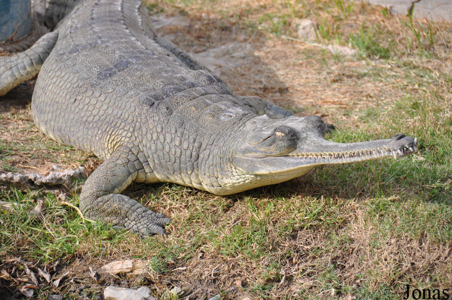 Hamat Gader Alligator Park