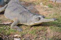 Hamat Gader Alligator Park