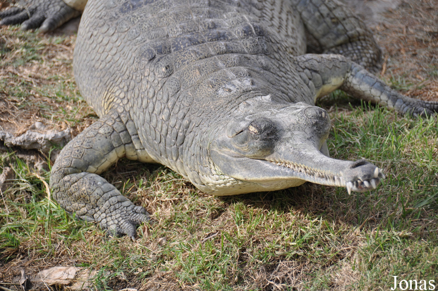 Hamat Gader Alligator Park