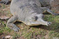 Hamat Gader Alligator Park
