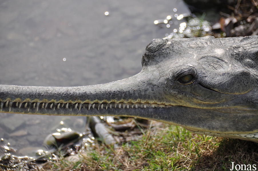 Hamat Gader Alligator Park