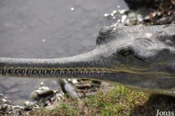 Hamat Gader Alligator Park