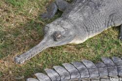 Hamat Gader Alligator Park