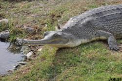 Hamat Gader Alligator Park