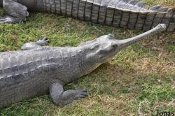 Hamat Gader Alligator Park
