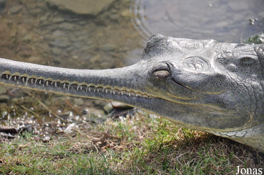 Hamat Gader Alligator Park