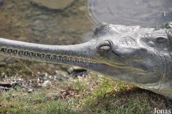 Hamat Gader Alligator Park