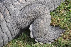 Hamat Gader Alligator Park