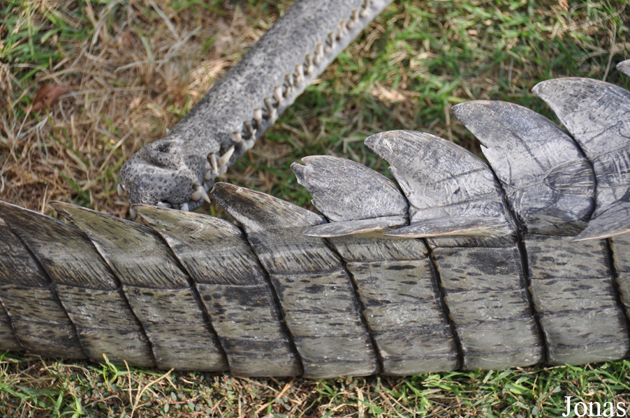 Hamat Gader Alligator Park