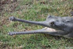 Hamat Gader Alligator Park