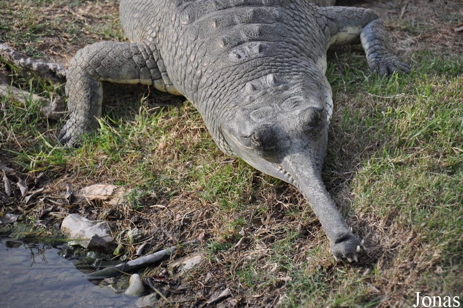 Hamat Gader Alligator Park