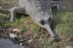 Hamat Gader Alligator Park