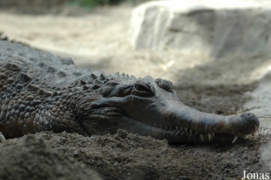 Fuengirola Zoo