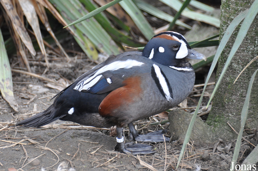 Kölner Zoo