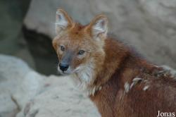 Cuon alpinus lepturus