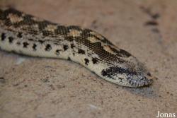 Eryx tataricus