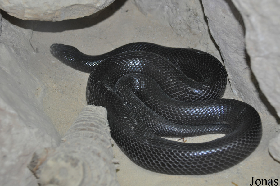 The Tisch Family Zoological Gardens in Jerusalem