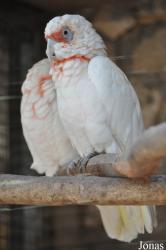 The Tisch Family Zoological Gardens in Jerusalem