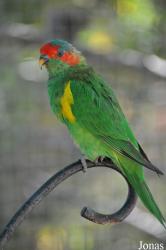 Glossopsitta concinna
