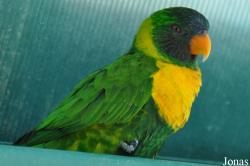 Trichoglossus capistratus fortis