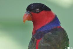 Lorius lory