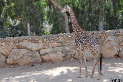 The Tisch Family Zoological Gardens in Jerusalem