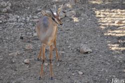 The Tisch Family Zoological Gardens in Jerusalem