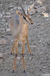 The Tisch Family Zoological Gardens in Jerusalem