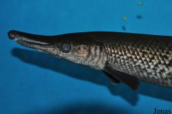 Lepisosteus platostomus