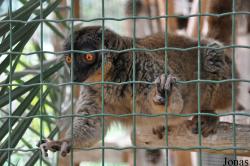 Ben Shemen Monkey Park Israel