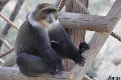 Ben Shemen Monkey Park Israel