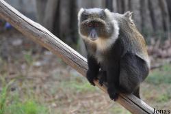 Ben Shemen Monkey Park Israel