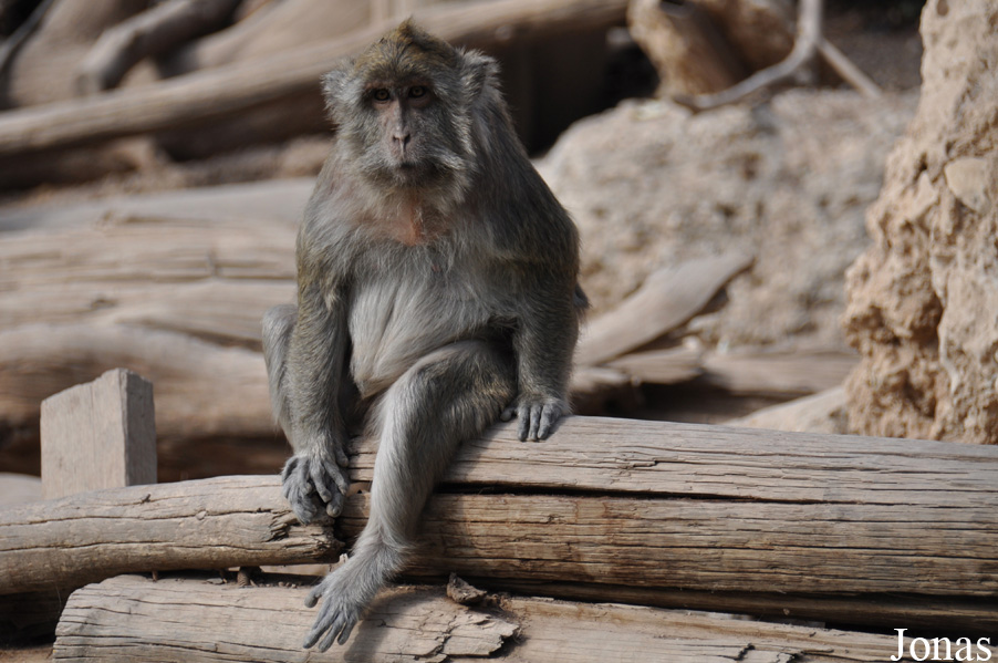 Ben Shemen Monkey Park Israel