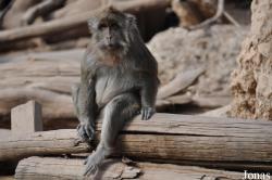Ben Shemen Monkey Park Israel