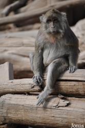 Ben Shemen Monkey Park Israel