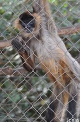 Ben Shemen Monkey Park Israel
