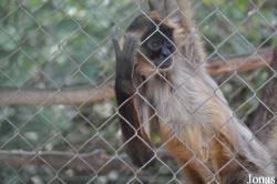 Ben Shemen Monkey Park Israel