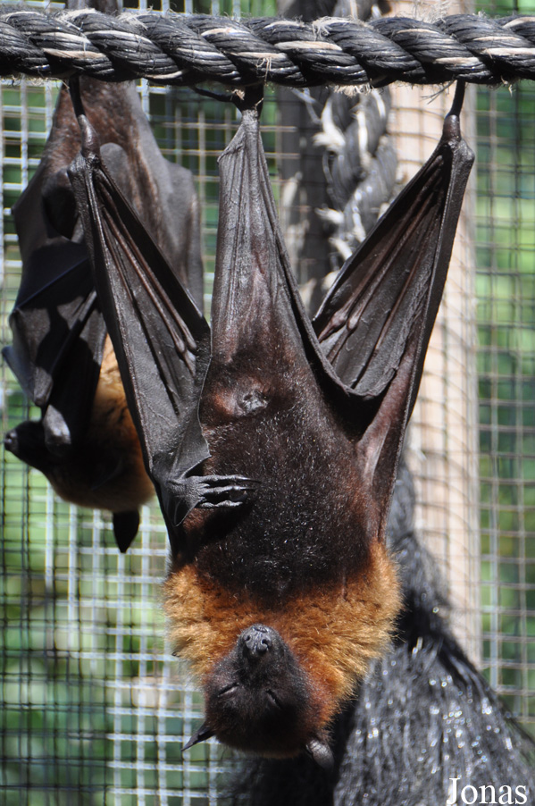 Zoological Center Tel Aviv-Ramat Gan