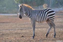 Zoological Center Tel Aviv-Ramat Gan